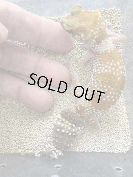 画像2: アンダーウッディーサウルスミリー　セミアダルト　ハイポペア (2)