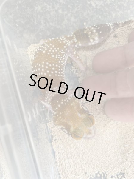 画像3: アンダーウッディーサウルスミリー　セミアダルト　ハイポペア (3)