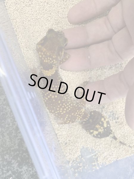 画像3: アンダーウッディーサウルスミリー　♀セミアダルト (3)