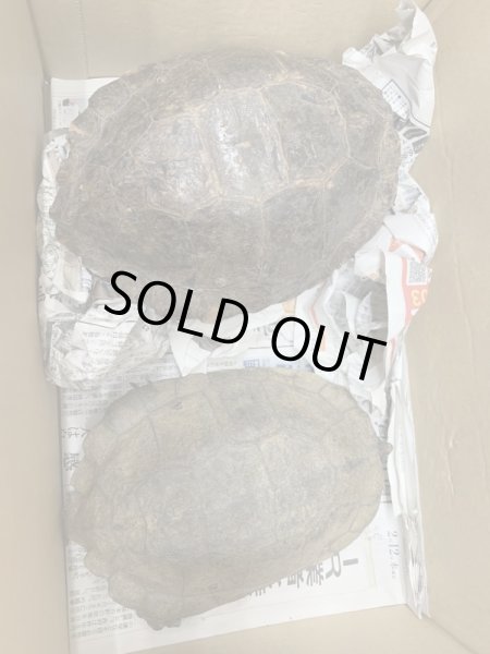 画像4: ムツイタガメ　アダルトペア (4)