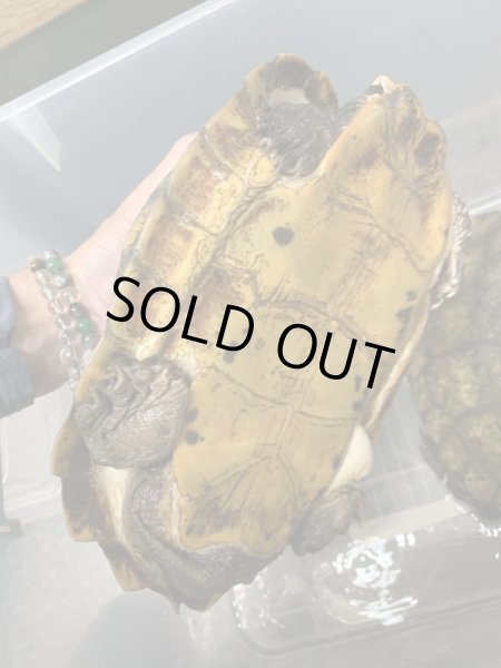 画像2: ムツイタガメ　アダルトペア (2)