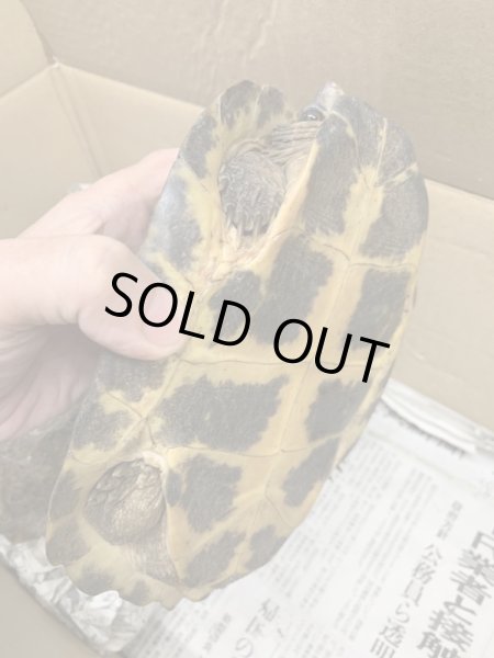 画像5: ムツイタガメ　アダルトペア (5)