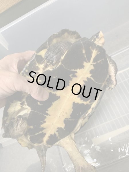 画像3: ムツイタガメ　アダルトペア (3)