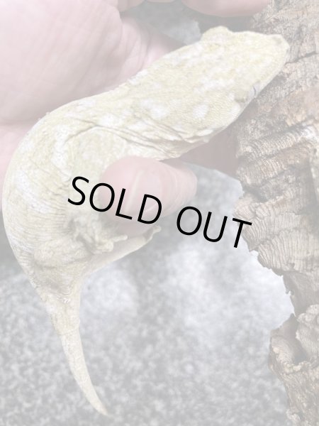 画像3: ジャイアントゲッコー マウントコーギス♀(ペア特価¥398.000-) (3)