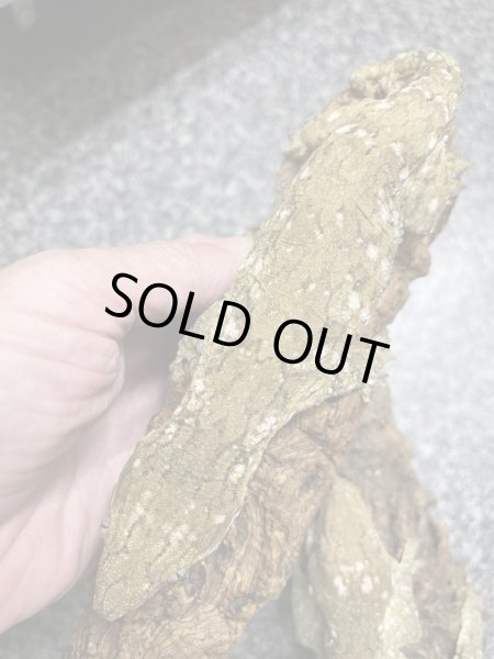 画像2: ジャイアントゲッコー　マウントコーギス♂(ペア特価¥398.000-) (2)