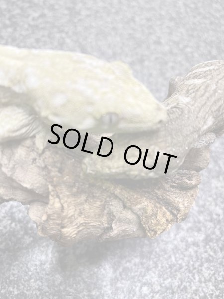 画像4: ジャイアントゲッコー マウントコーギス♀(ペア特価¥398.000-) (4)