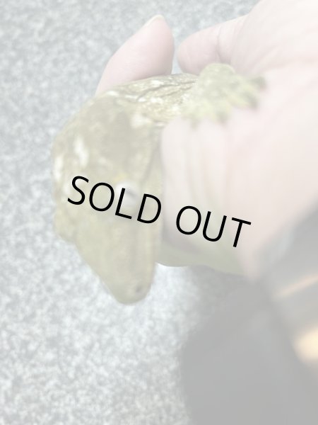 画像5: ジャイアントゲッコー　マウントコーギス♂(ペア特価¥398.000-) (5)