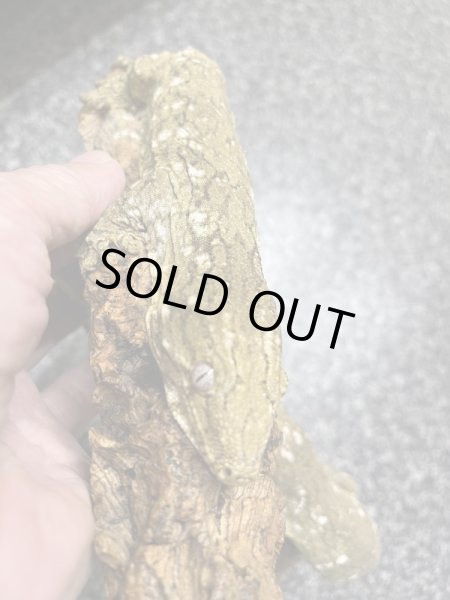 画像4: ジャイアントゲッコー　マウントコーギス♂(ペア特価¥398.000-) (4)