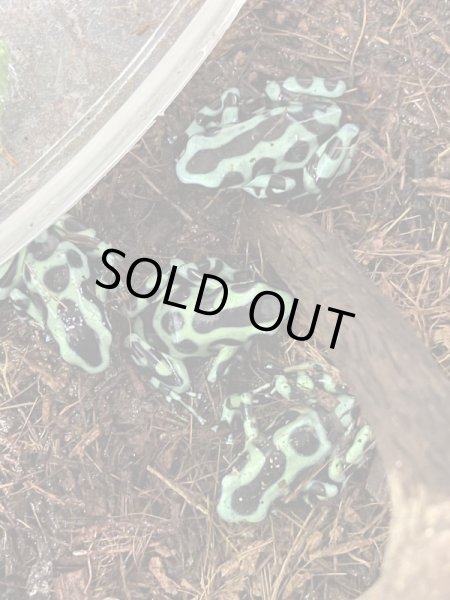 画像2: マダラヤドクガエル(匹数特価あり) (2)