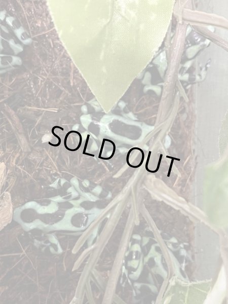 画像3: マダラヤドクガエル(匹数特価あり) (3)