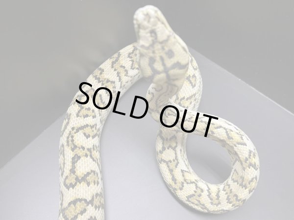 画像3: ストーンウォッシュジャガーカーペットパイソン♂ (3)