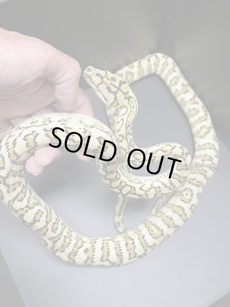 画像4: ストーンウォッシュジャガーカーペットパイソン♂ (4)