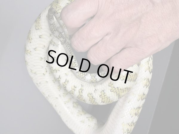 画像5: ストーンウォッシュジャガーカーペットパイソン♂ (5)