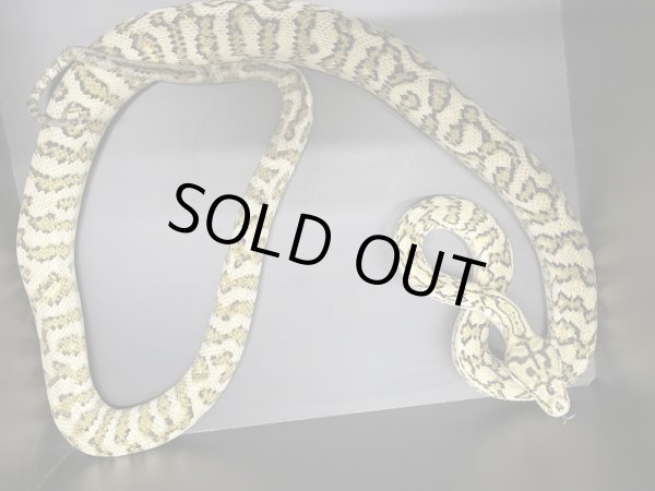 画像2: ストーンウォッシュジャガーカーペットパイソン♂ (2)