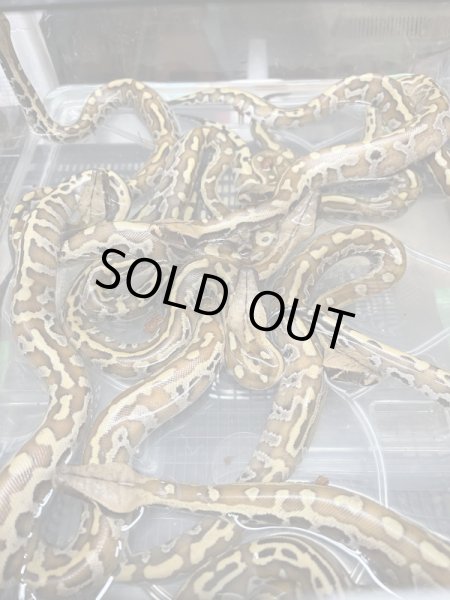 画像2: ブラッドパイソン　バンカレッド (2)