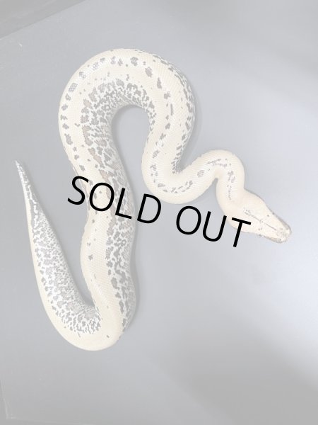 画像2: ブラッドパイソン　ピクセル♀ (2)