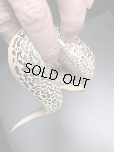 画像3: ブラッドパイソン　ピクセル♀ (3)