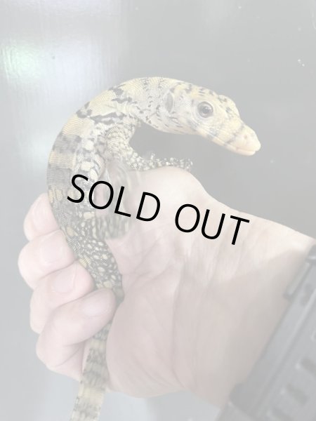 画像4: サルファーモニター　極美個体 (4)