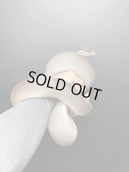 画像3: アルバーティスパイソン　キミカブラック (3)