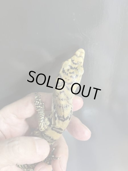 画像2: サルファーモニター　極美個体 (2)