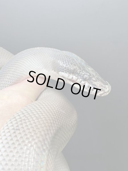 画像2: アルバーティスパイソン　キミカブラック (2)