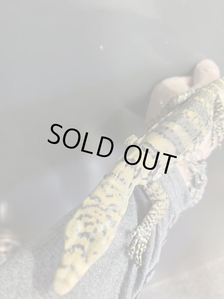 画像3: サルファーモニター　極美個体 (3)