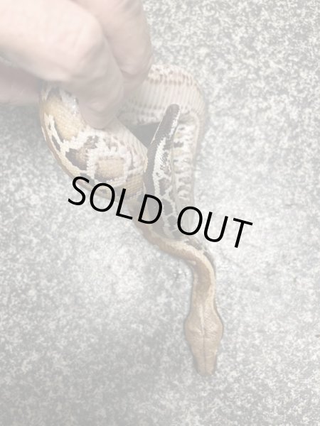 画像2: ブラッドパイソン　マトリックスPoss hetT+アルビノ♂ (2)