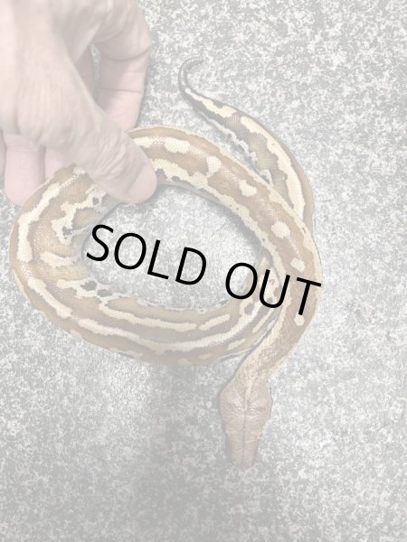 画像3: ブラッドパイソン　マトリックスPoss hetT+アルビノ♂ (3)