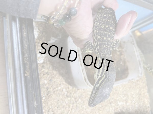 画像3: グールドモニター (3)