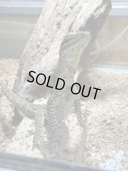 画像2: グールドモニター (2)