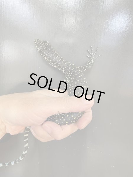 画像2: ブルーテールモニター (2)