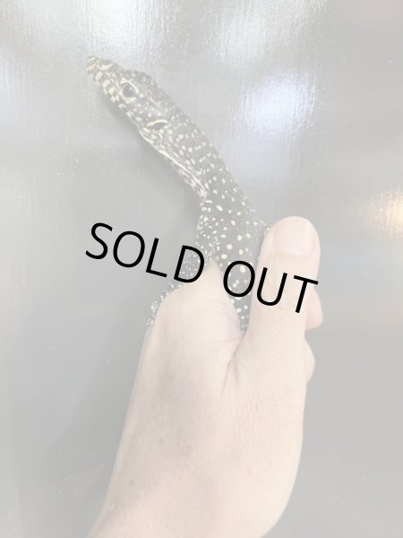 画像3: ブルーテールモニター (3)