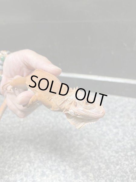 画像2: T+アルビノレッドハイポグリーンイグアナ (2)