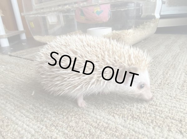 画像2: ハリネズミ♀ (2)