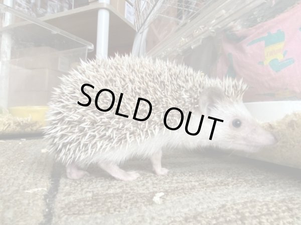 画像3: ハリネズミ♀ (3)