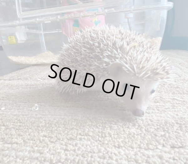 画像4: ハリネズミ♀ (4)