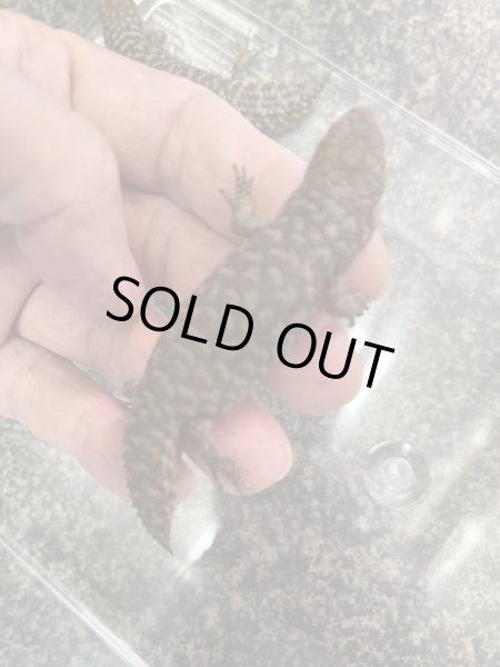 画像2: ストケスイワトカゲ (2)