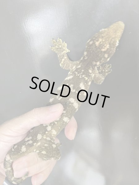 画像3: ニューカレドニアジャイアントゲッコー ♀ヘンケリー パイン (3)