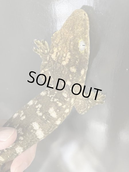 画像2: ニューカレドニアジャイアントゲッコー ♀ヘンケリー パイン (2)