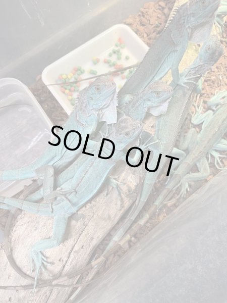 画像3: アザンティックブルーイグアナ (3)