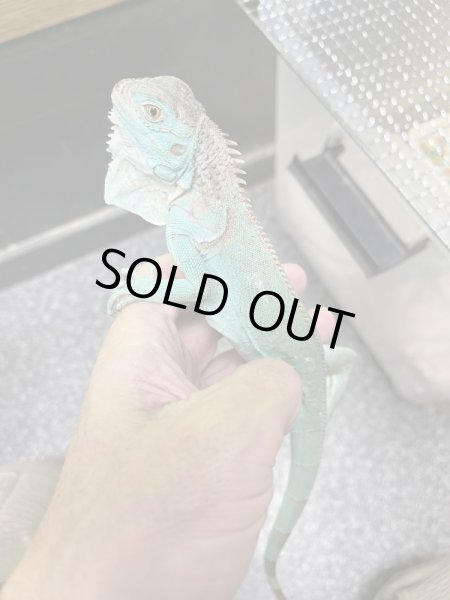 画像2: アザンティックブルーイグアナ (2)