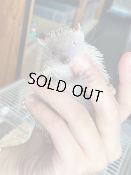 画像3: ヒメハリテンレック (3)