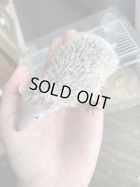 画像2: ヒメハリテンレック (2)