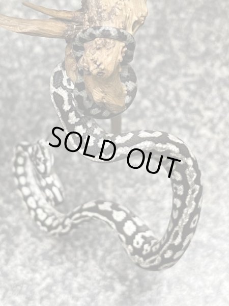 画像2: アザンティックカーペットパイソン (2)