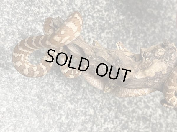 画像4: キャラメルカーペットパイソン (4)