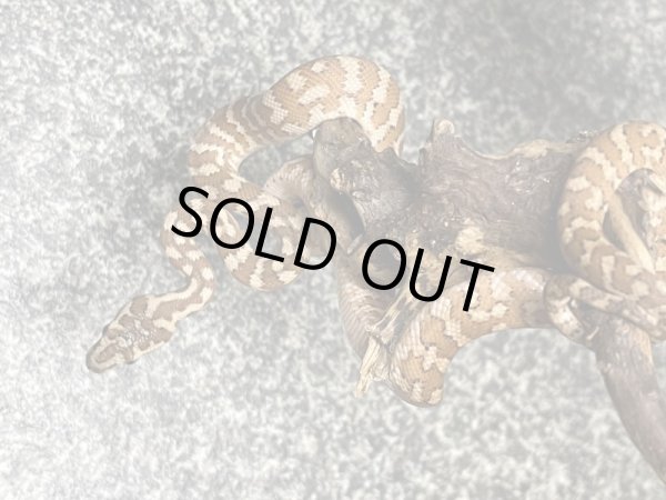 画像3: キャラメルカーペットパイソン (3)