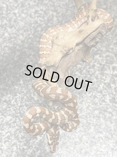 画像2: キャラメルカーペットパイソン (2)