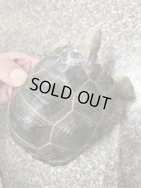 画像6: アルダブラゾウガメ(セーシェル)甲長約15cm (6)