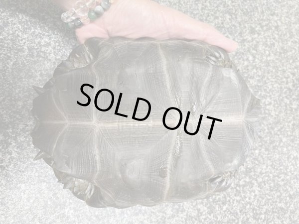 画像3: ビルマムツアシガメ甲長約19cm (3)