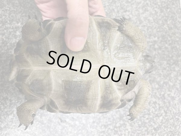 画像4: アルダブラゾウガメ(セーシェル)甲長約15cm (4)